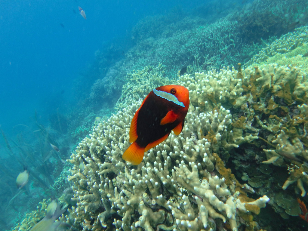 pandan island honda bay palawan philippines