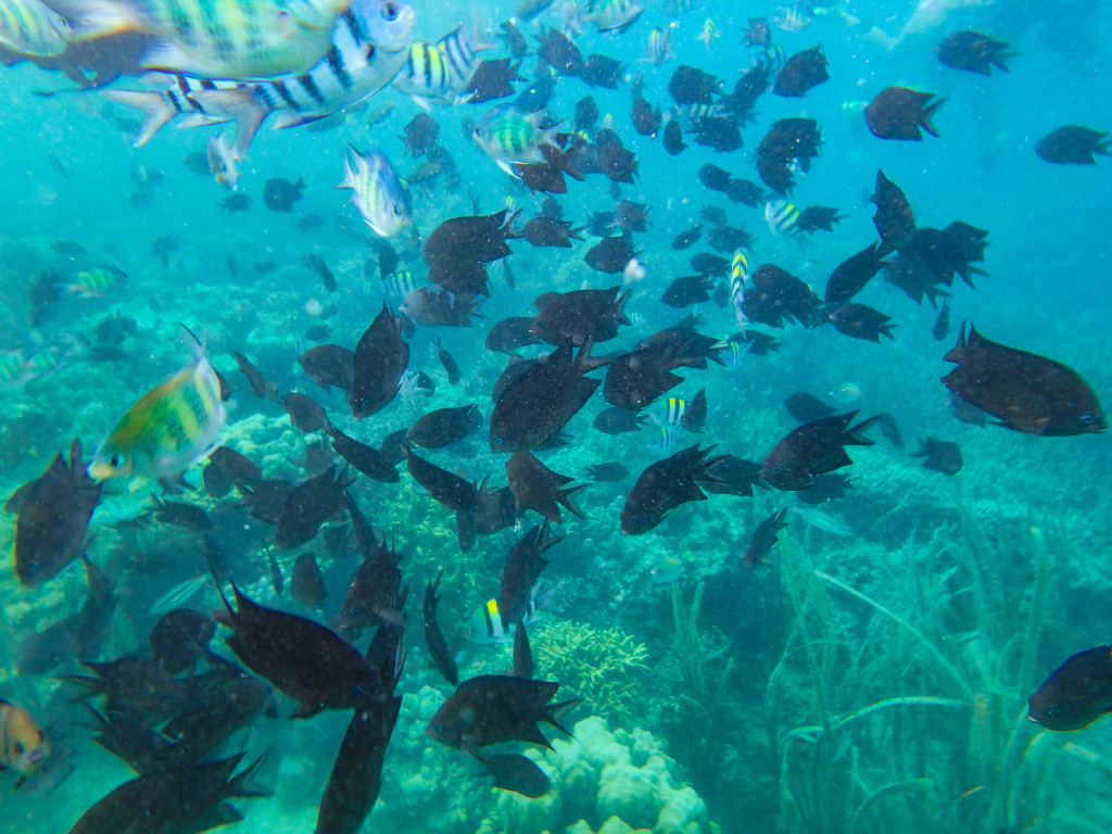 pandan island honda bay palawan philippines