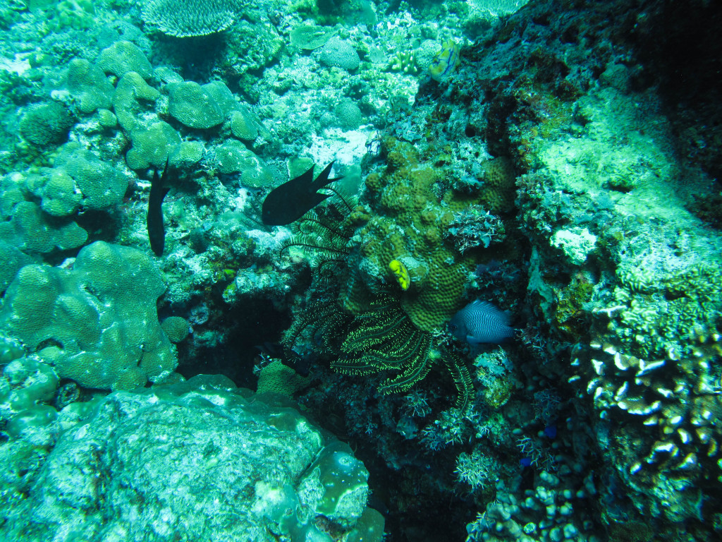 Scuba Diving at Pinagbuyutan Island, El Nido, Palawan, Phlippines