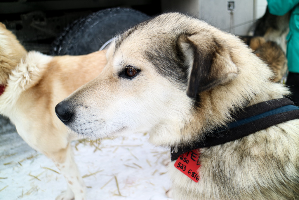 Alaskan Husky on Dog Sledding Tour in Lake Louise, Banff National Park