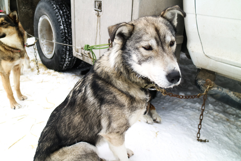 Alaskan Husky on Dog Sledding Tour in Lake Louise, Banff National Park