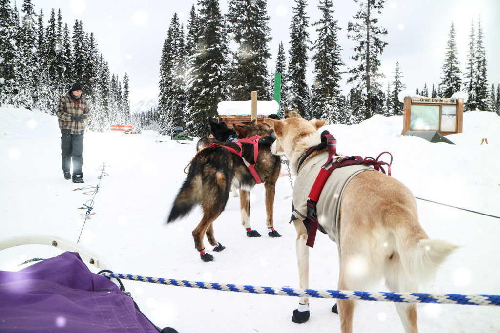 Dog Sledding in Lake Louise, Banff National Park