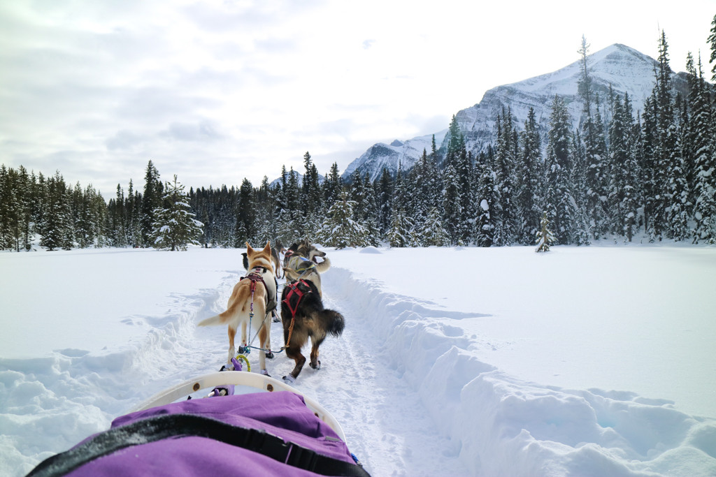 Dog Sledding in Lake Louise, Banff National Park