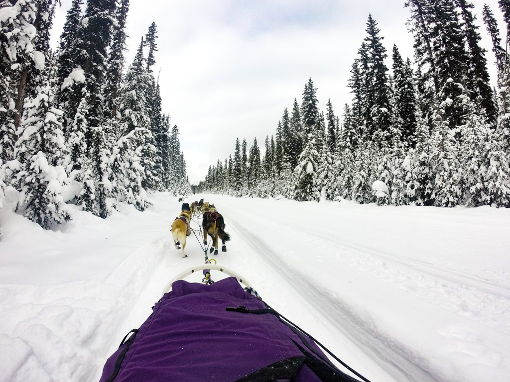 Dog Sledding in Lake Louise, Banff National Park