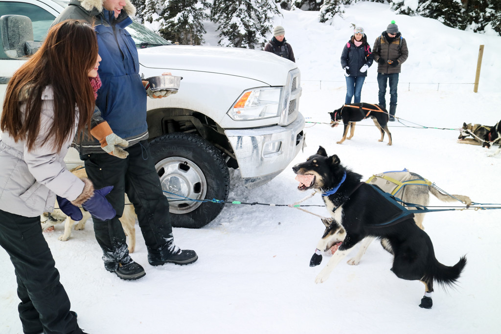 Feeding the dog after dog sled tour in Lake Louise, Banff National Park