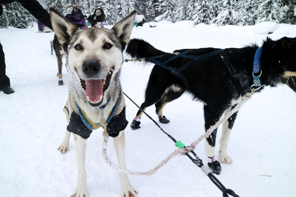 Alaskan Husky leading dog sled tour in Lake Louise, Banff National Park