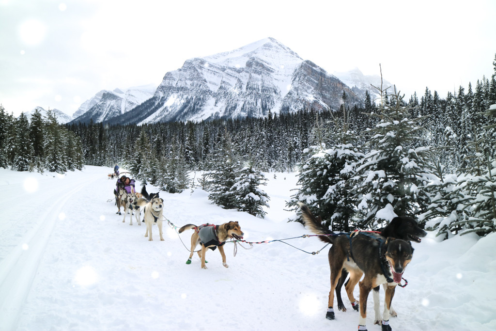 Dog Sledding in Lake Louise, Banff National Park