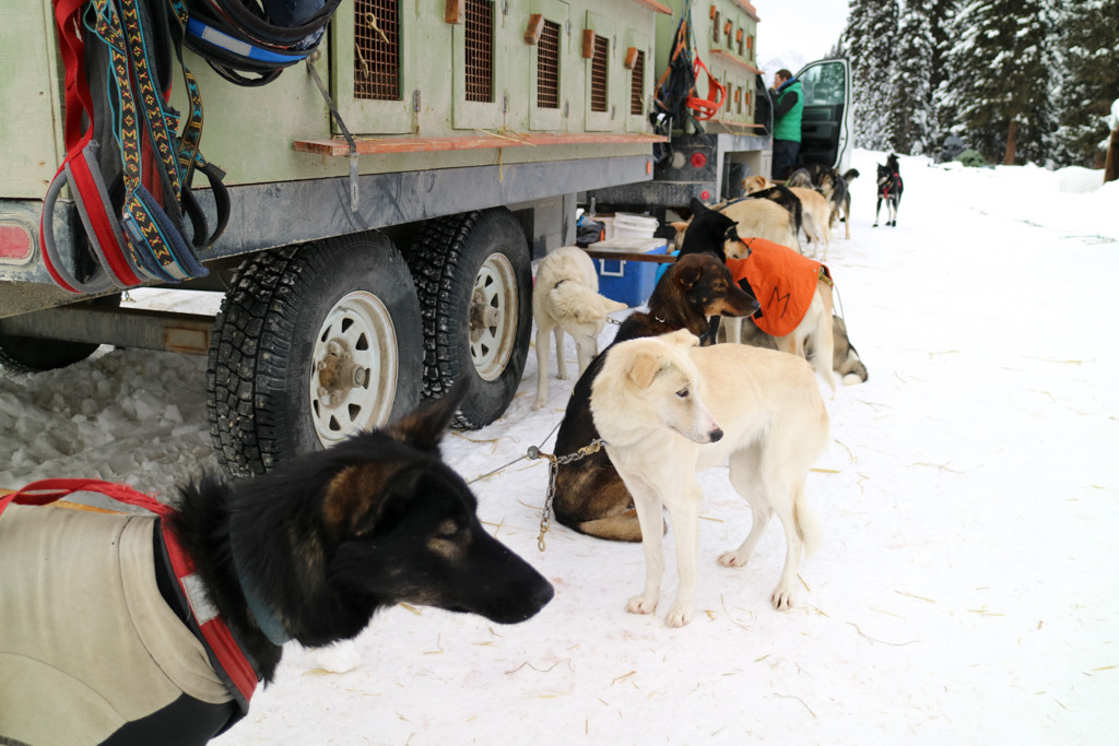 Dog Sledding in Lake Louise, Banff National Park