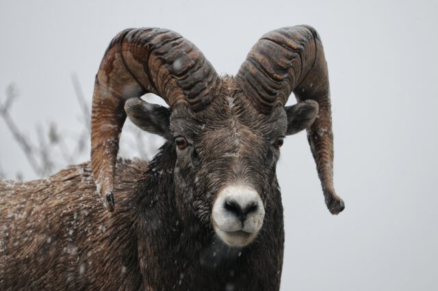 bighorn sheep winter canadian national park