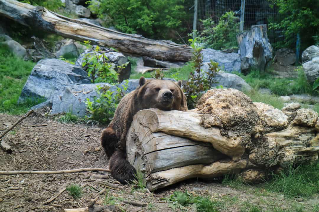 Summer Activities Calgary: Calgary Zoo