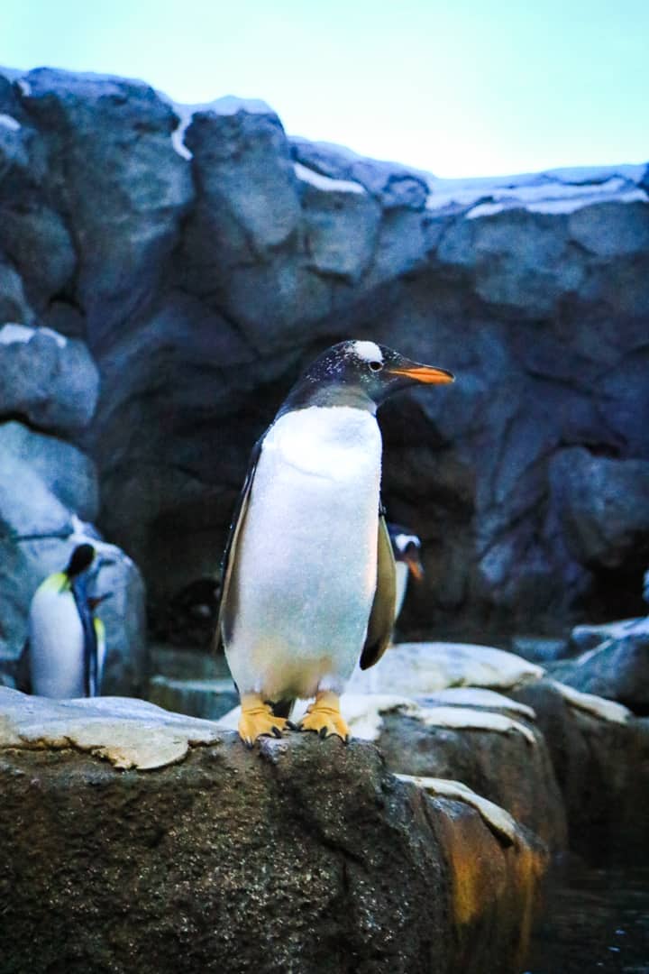 Summer Activities Calgary: Calgary Zoo