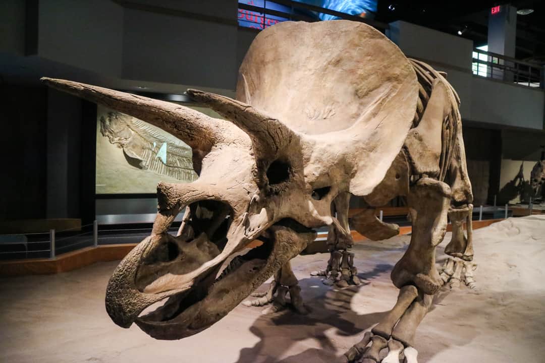 Royal Tyrrell Museum in Canadian Badlands (Drumheller), Alberta, Canada