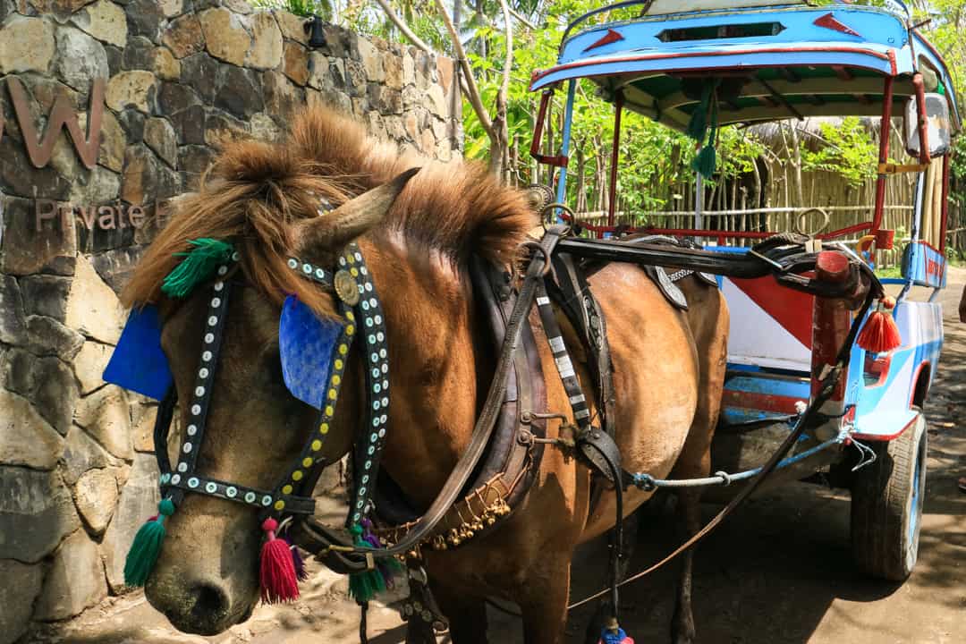 Horse Cart on Gili Air Lombok Indonesia