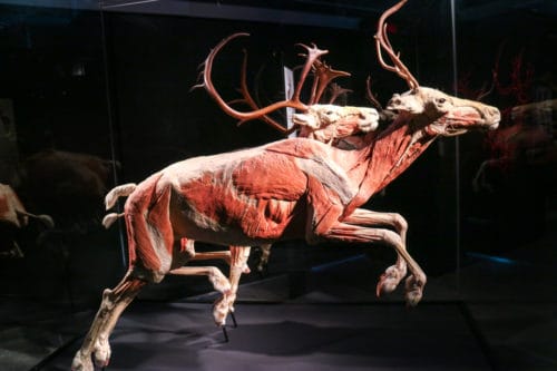 Animal Inside Out Body World. Science Centre Montreal