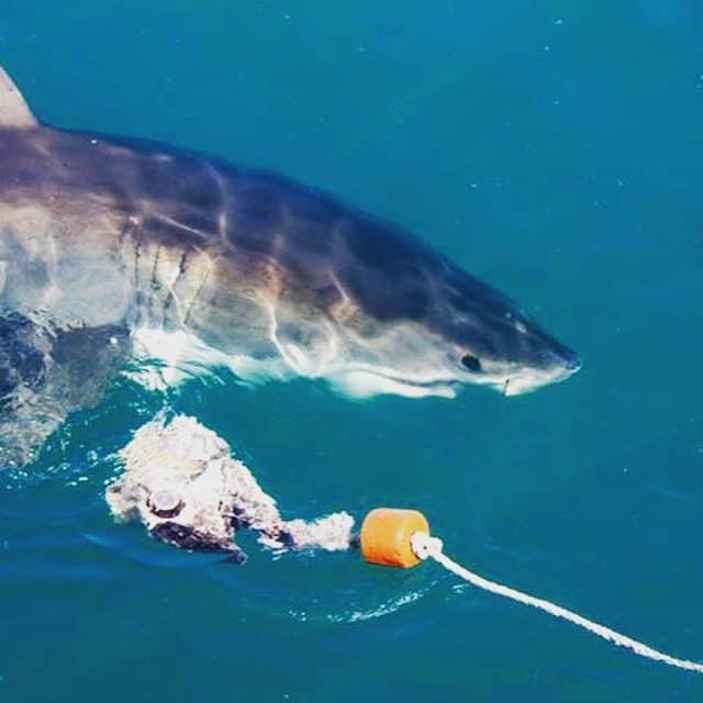 Adventure for adrenaline seekers: Shark Cage Diving, Gansbaai, South Africa