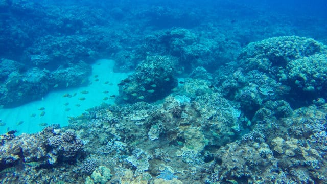 Whale Watching Snorkelling Maui Lanai