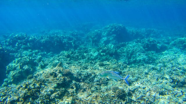 Whale Watching Snorkelling Maui Lanai