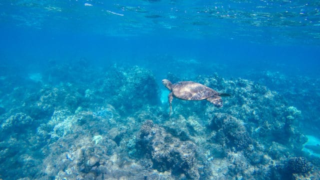 Whale Watching Snorkelling Maui Lanai