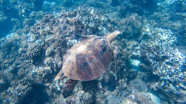 Whale Watching Snorkelling Maui Lanai