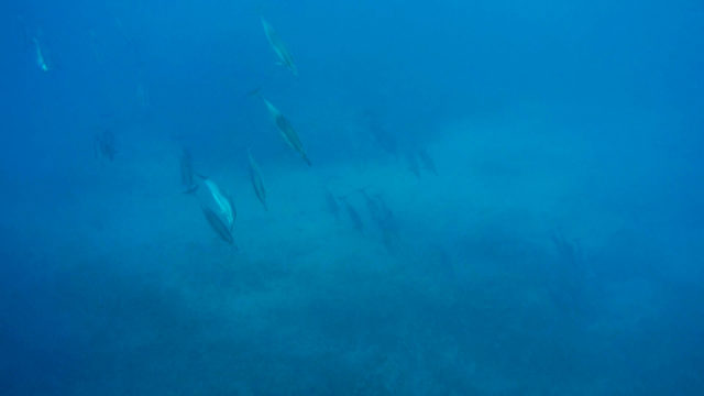 Dolphins Whale Watching Snorkelling Maui Lanai