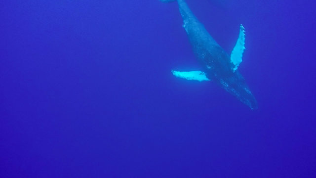 Whale Watching Maui