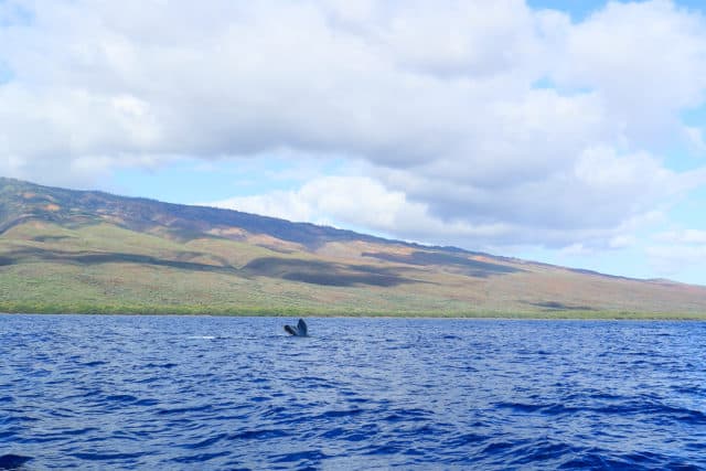 Whale Watching Maui