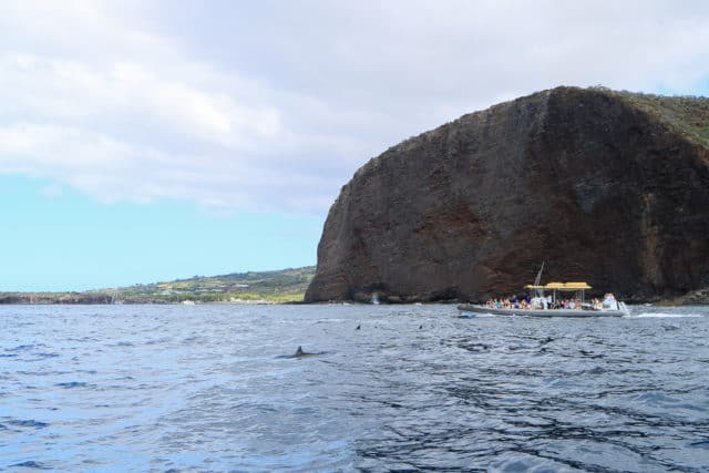 Dolphins Whale Watching Snorkelling Maui Lanai