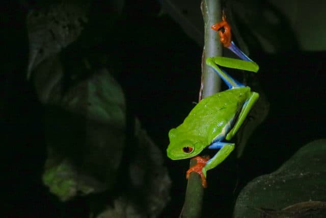 Two Weeks in Costa Rica Club Rio Night Walk