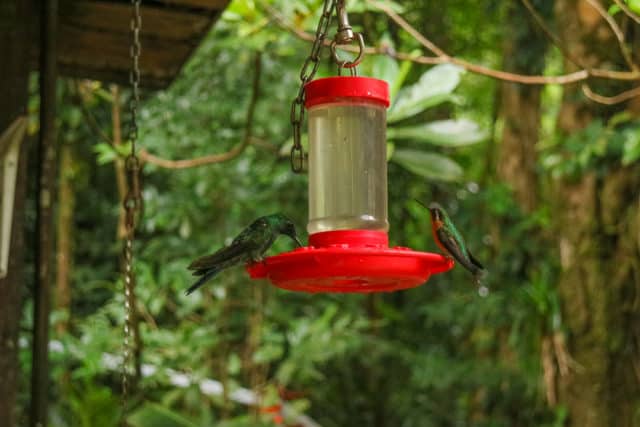 Two Weeks in Costa Rica_Monteverde