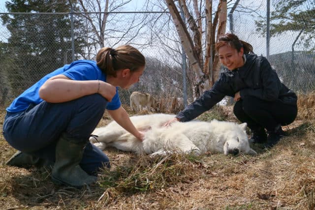 Crazy Bucket List Ideas Wolf Encounter Quebec Canada