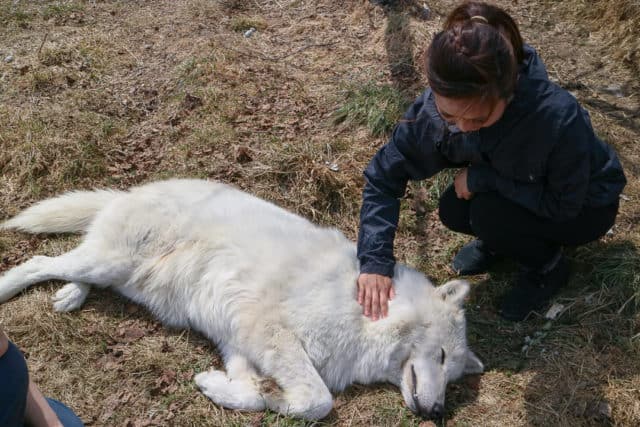 Crazy Bucket List Ideas Wolf Encounter Quebec Canada