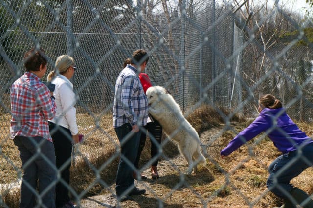 Crazy Bucket List Ideas Wolf Encounter Quebec Canada