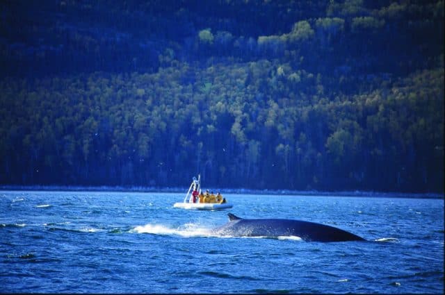 Fin whale in Quebec Maritime