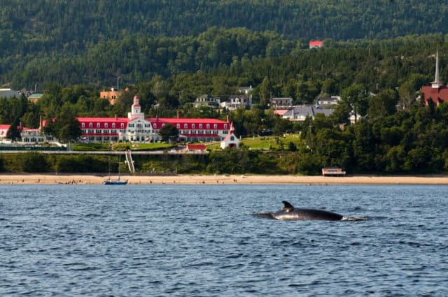 whale watching in Tadoussac, Quebec
