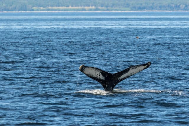 humpback whale in Quebec Maritime