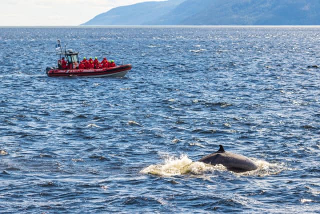 Whale watching in Quebec Maritime, Canada