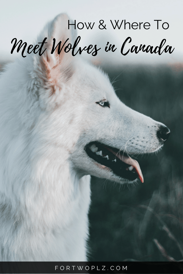 Looking for a wolf encounter? Check this post to find out how and where you can do this bucket list item in Canada! #travealcanada #travelguide #tripplanning #traveltips #quebec #itinerary #thingstodo #adventuretravel #nature #wildlife #wolfencounter