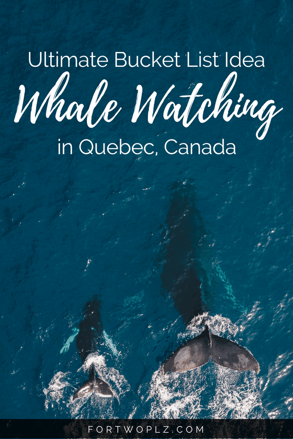 Whale watching is one of the best things to do in Quebec, Canada. Want to know the best spots to meet whales? Which whales you will see? And the best season for it? Check this post for everything you need to know to plan an epic whale watching adventure in Tadoussac, Quebec. #travealcanada #travelguide #tripplanning #traveltips #quebec #itinerary #thingstodo #adventuretravel #nature #wildlife #whalewatching #beluga #whales #humpback #humpbackwhales #belugawhale #bucketlist #traveldestinations #wanderlust #roadtrip