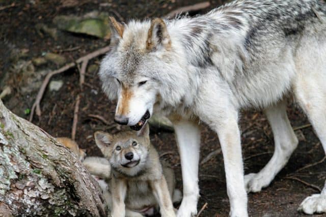 Wolf mother and pup