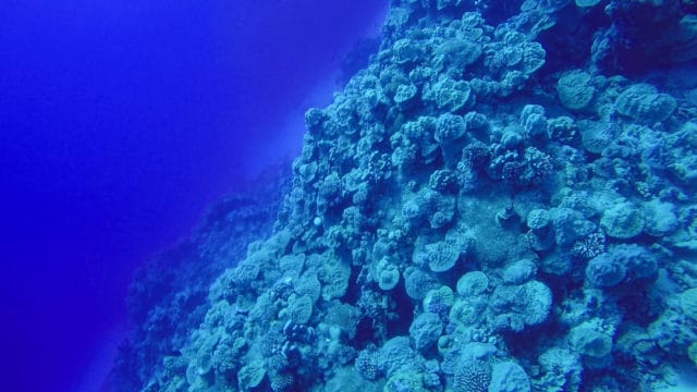 Diving Rarotonga Cook Islands