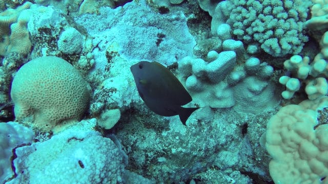 Diving Rarotonga Cook Islands