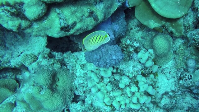 Diving Rarotonga Cook Islands