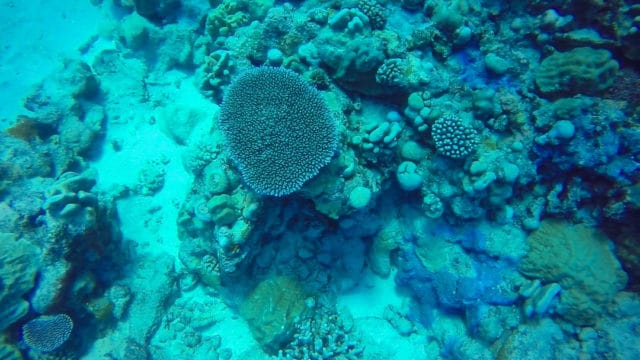 Diving Rarotonga Cook Islands