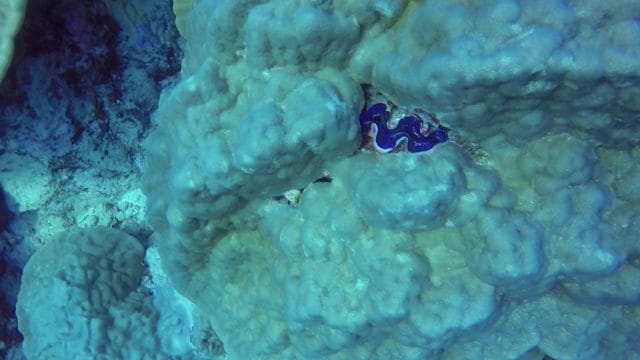 Diving Rarotonga Cook Islands