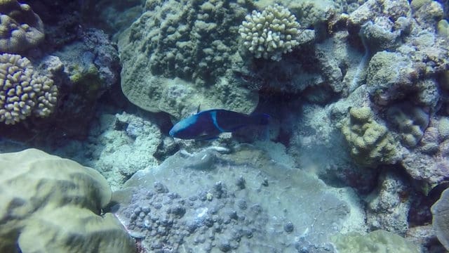 Diving Rarotonga Cook Islands