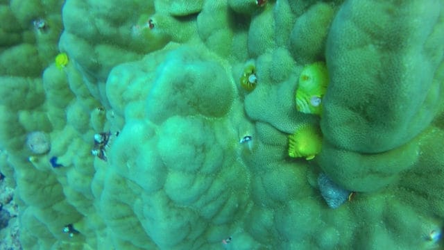 Diving Rarotonga Cook Islands