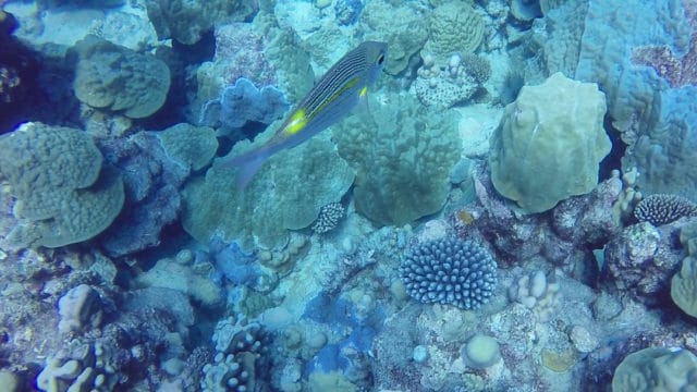 Diving Rarotonga Cook Islands