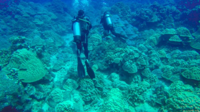 Diving Rarotonga Cook Islands