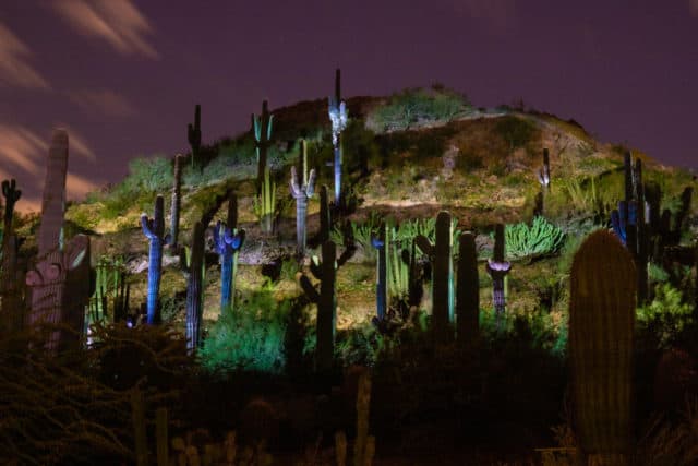 Desert Botanical Garden Scottsdale