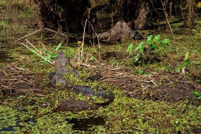 Airboat Swamp Tour Lafayette Louisiana